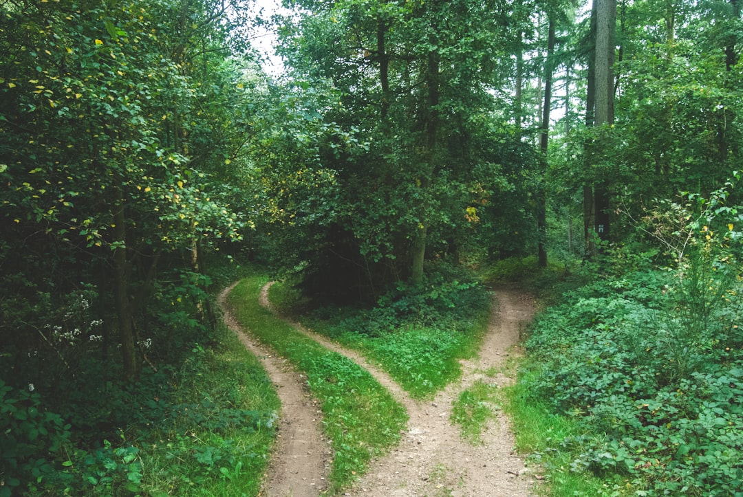 three paths choice direction