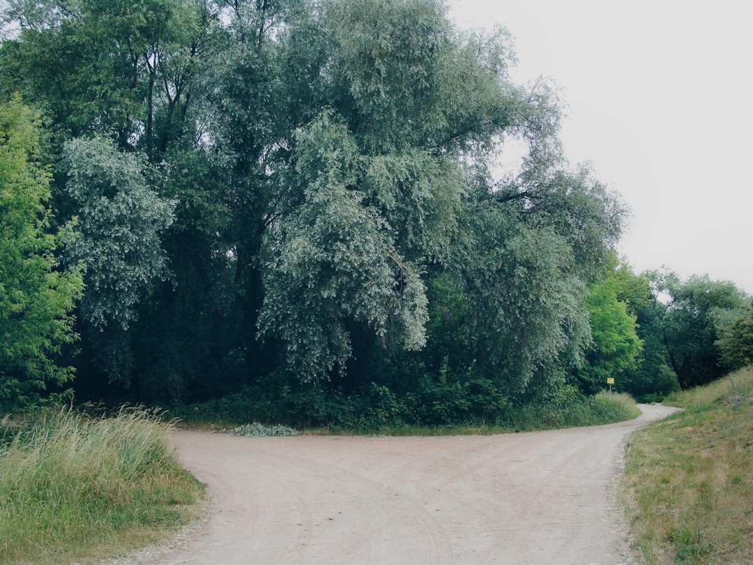 two paths fork road decision