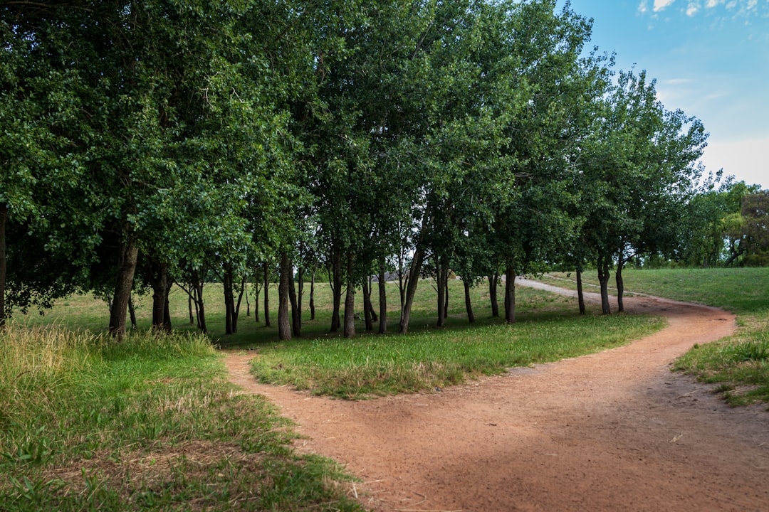 two paths road forest decision