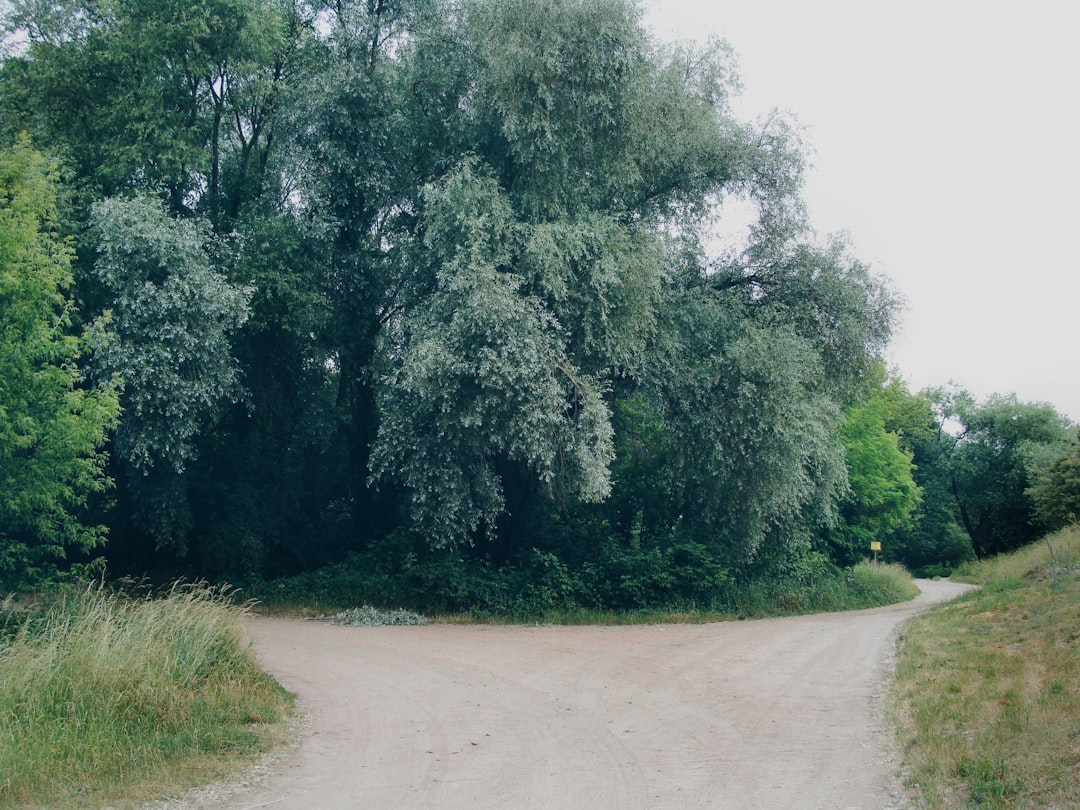 two paths business career fork road