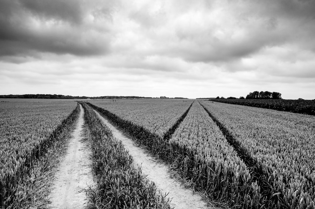 two paths road decision