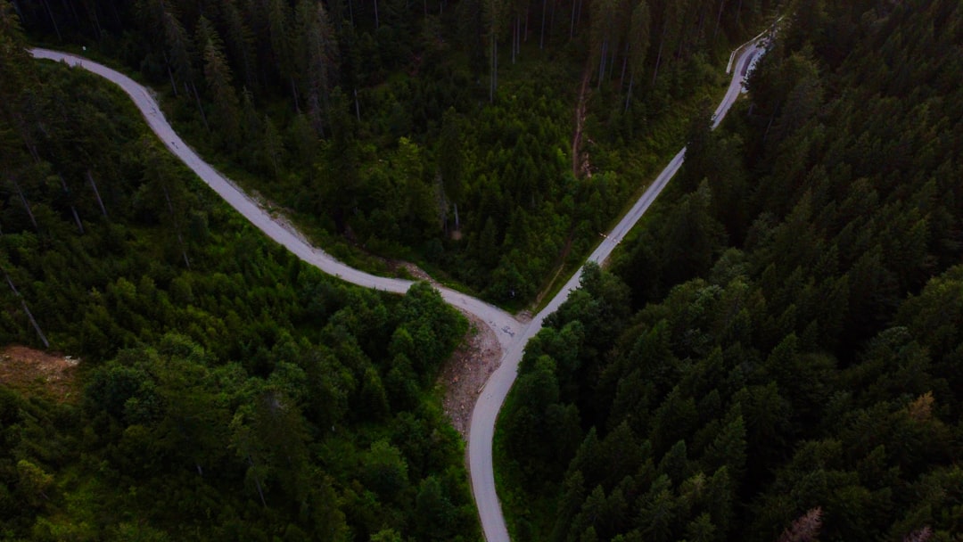 two paths forest crossroad